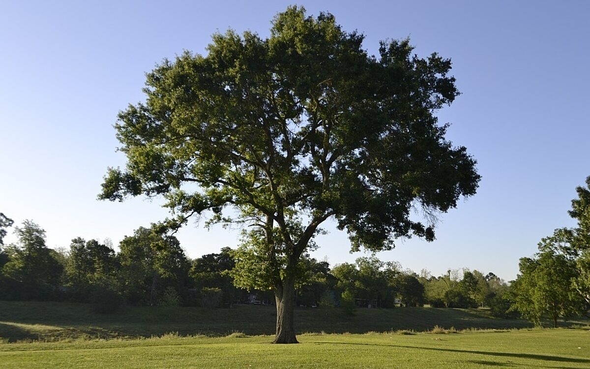 Tree 3330672 960 720 Tree 3330672 960 720